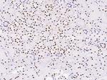 MYEF2 Antibody in Immunohistochemistry (Paraffin) (IHC (P))