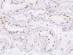 MYEF2 Antibody in Immunohistochemistry (Paraffin) (IHC (P))