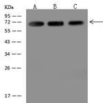 MYEF2 Antibody in Western Blot (WB)