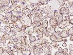 MYH10 Antibody in Immunohistochemistry (Paraffin) (IHC (P))