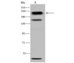 MYH10 Antibody in Western Blot (WB)