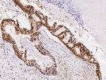 NANS Antibody in Immunohistochemistry (Paraffin) (IHC (P))