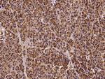 NANS Antibody in Immunohistochemistry (Paraffin) (IHC (P))
