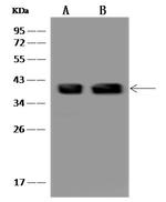 NANS Antibody in Western Blot (WB)