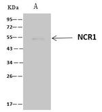 NKp46 Antibody in Immunoprecipitation (IP)