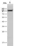 Nicastrin Antibody in Western Blot (WB)