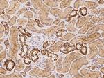 NDUFB11 Antibody in Immunohistochemistry (Paraffin) (IHC (P))