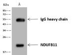 NDUFB11 Antibody in Immunoprecipitation (IP)