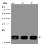 NDUFB11 Antibody in Western Blot (WB)