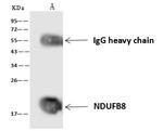 NDUFB8 Antibody in Immunoprecipitation (IP)