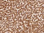 NDUFS5 Antibody in Immunohistochemistry (Paraffin) (IHC (P))