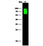 Nectin 2 Polyclonal Antibody