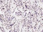 COBRA1 Antibody in Immunohistochemistry (Paraffin) (IHC (P))