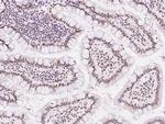 COBRA1 Antibody in Immunohistochemistry (Paraffin) (IHC (P))