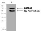 COBRA1 Antibody in Immunoprecipitation (IP)