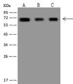 COBRA1 Antibody in Western Blot (WB)