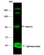 NFATC1 Antibody in Immunoprecipitation (IP)
