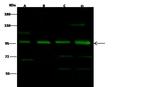 NFATC1 Antibody in Western Blot (WB)