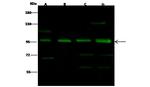 NFATC1 Antibody in Western Blot (WB)