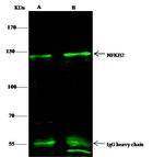 NFKB2 Antibody in Immunoprecipitation (IP)