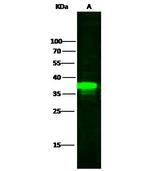 IkB alpha Polyclonal Antibody