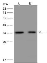 NGRN Polyclonal Antibody