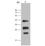 Nkx3.1 Polyclonal Antibody