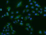 NLRX1 Polyclonal Antibody