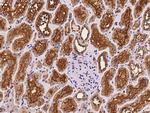 NPHP1 Antibody in Immunohistochemistry (Paraffin) (IHC (P))