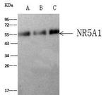 NR5A1 Antibody in Immunoprecipitation (IP)