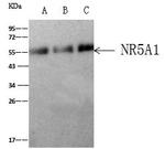 NR5A1 Antibody in Immunoprecipitation (IP)
