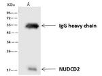 NUDCD2 Antibody in Immunoprecipitation (IP)