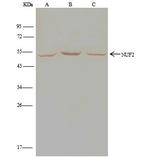 NUF2 Antibody in Immunoprecipitation (IP)
