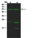 NUF2 Antibody in Western Blot (WB)