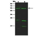 NUF2 Polyclonal Antibody