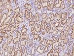 OCIAD2 Antibody in Immunohistochemistry (Paraffin) (IHC (P))