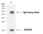 OCIAD2 Antibody in Immunoprecipitation (IP)