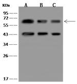 PACSIN2 Antibody in Western Blot (WB)