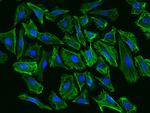 Palladin Polyclonal Antibody