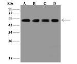 PDHX Antibody in Western Blot (WB)