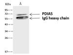 PDIR Antibody in Immunoprecipitation (IP)