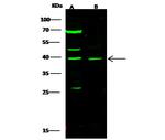 PDX1 Polyclonal Antibody