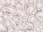 CD31 Antibody in Immunohistochemistry (Paraffin) (IHC (P))