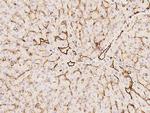 CD31 Antibody in Immunohistochemistry (Paraffin) (IHC (P))