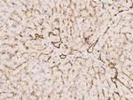 CD31 Antibody in Immunohistochemistry (Paraffin) (IHC (P))
