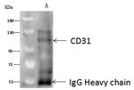 CD31 Antibody in Immunoprecipitation (IP)