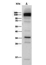 CD31 Antibody in Western Blot (WB)