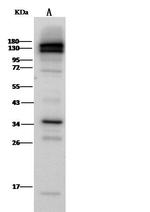 CD31 Antibody in Western Blot (WB)