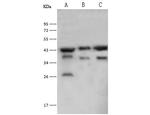 PGK2 Polyclonal Antibody