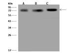 PGM2 Polyclonal Antibody
